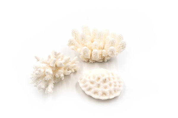 Little Wonders Coral (3 Pieces)